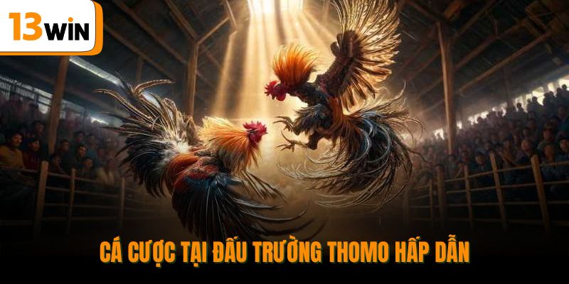 Cá cược tại đấu trường Thomo hấp dẫn.