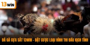 Đá Gà Cựa Sắt 13WIN - Đặt Cược Loại Hình Thi Đấu Kịch Tính