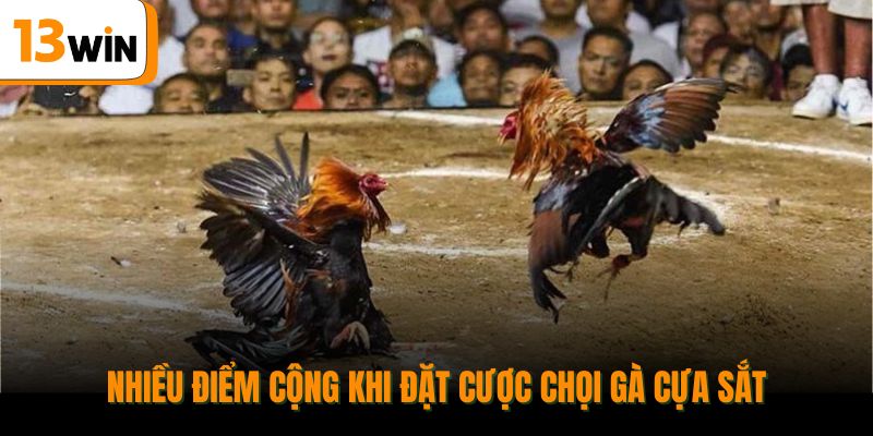 Nhiều điểm cộng khi đặt cược chọi gà cựa sắt.