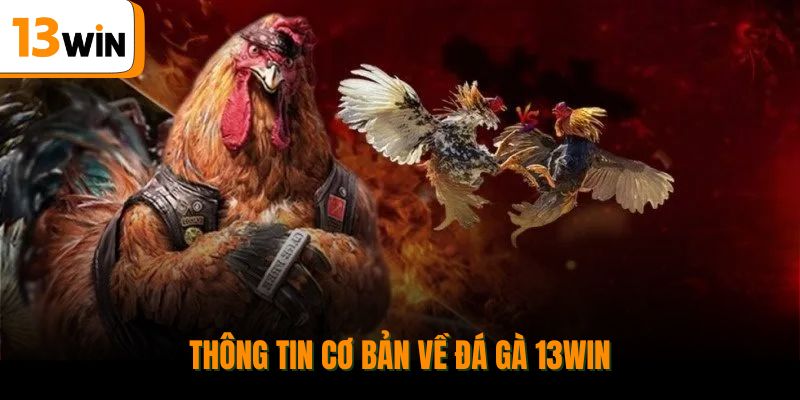 Thông tin cơ bản về đá gà 13WIN.