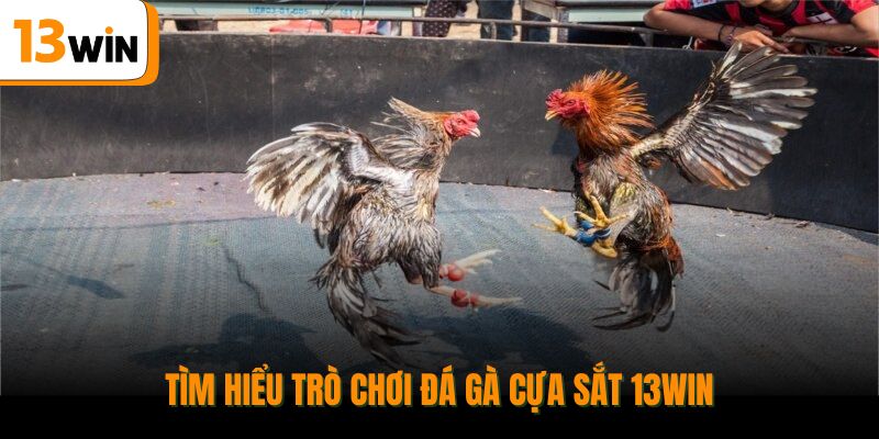 Tìm hiểu trò chơi đá gà cựa sắt 13WIN.