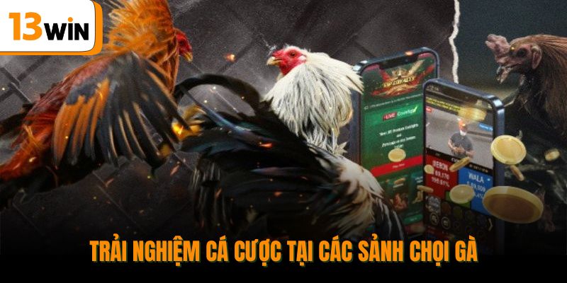 Trải nghiệm cá cược tại các sảnh chọi gà.